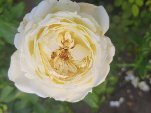 амнести интернешнл