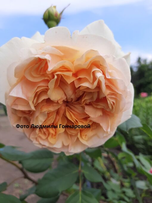 Априкот скай