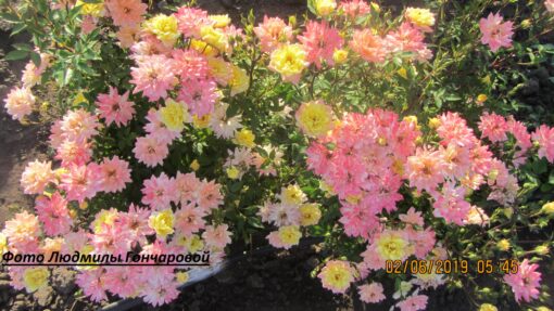 Беби маскарад