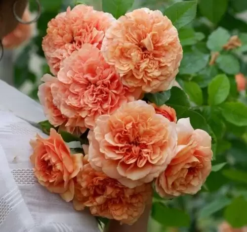 бель де анжу шраб