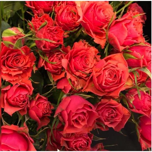 белла .линда гли