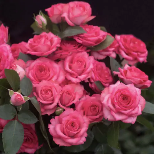 беллалинда пинк