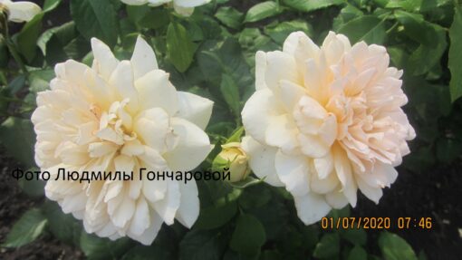 Чандос бьюти