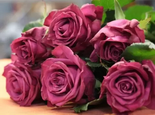 даниєль ост