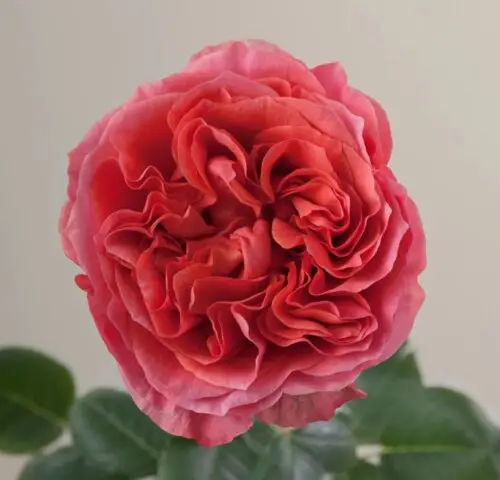 дарк экспрешн