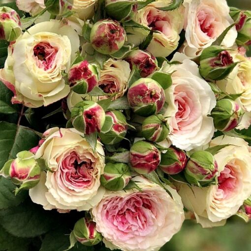 дольче маммерхаус