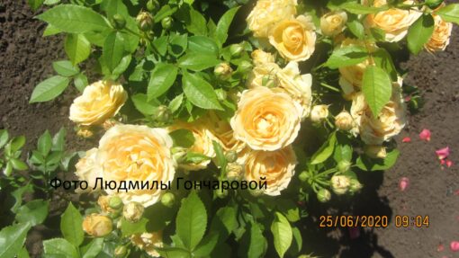 Дольче Вита