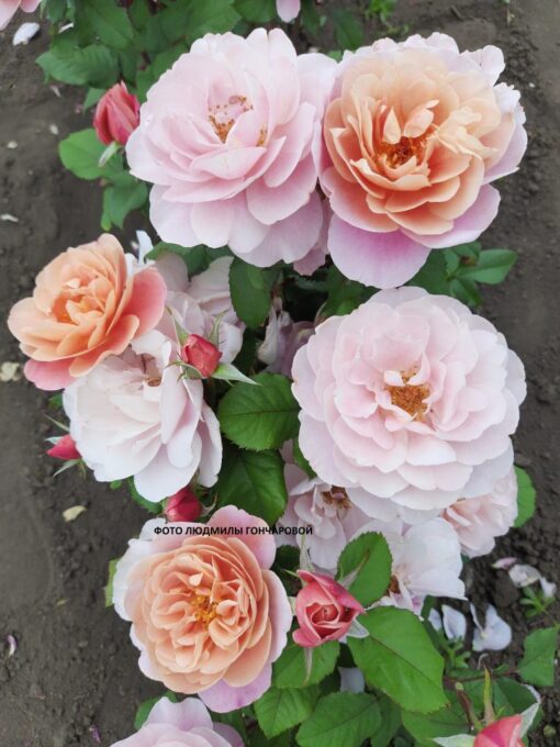 Дистант дримс