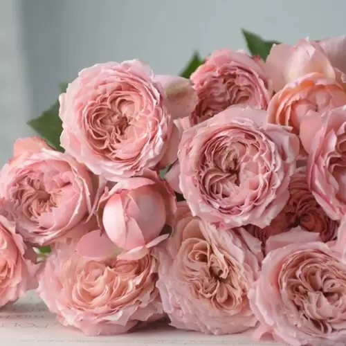 джульетта спрей