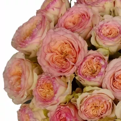 флешбек саммерхаус