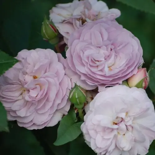 флоренс де латре