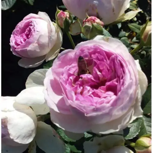 фрагранс оф фрагранс