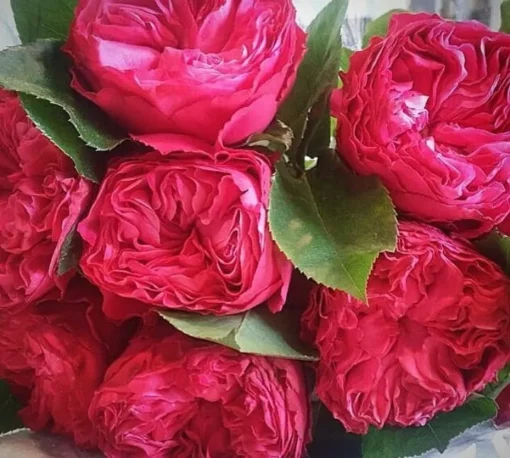 фройзен саммерхаус