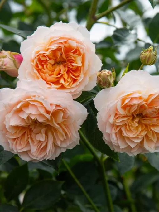 ginger-syllabub-675x900