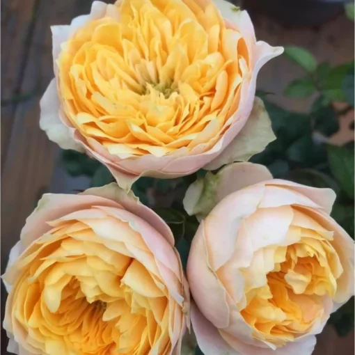 голд вувузела