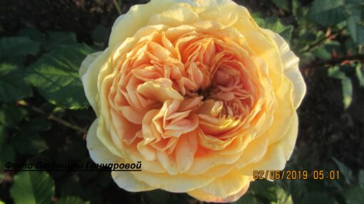 Голден зест