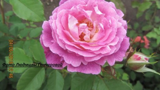 Хандерсфилд хорал сосети