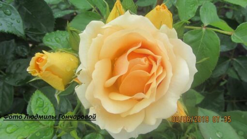 Хансестат росток