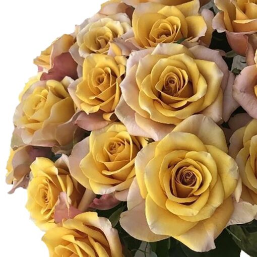 хани колорама