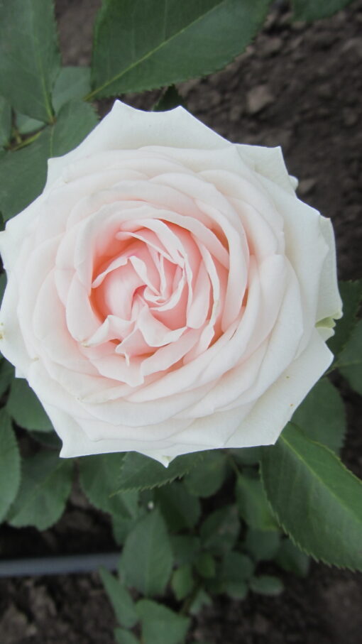 хеппи вединг