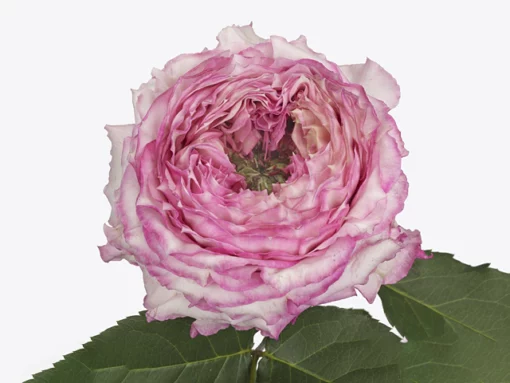 кантри спирит леди