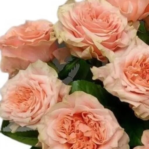 кантри спирит романс