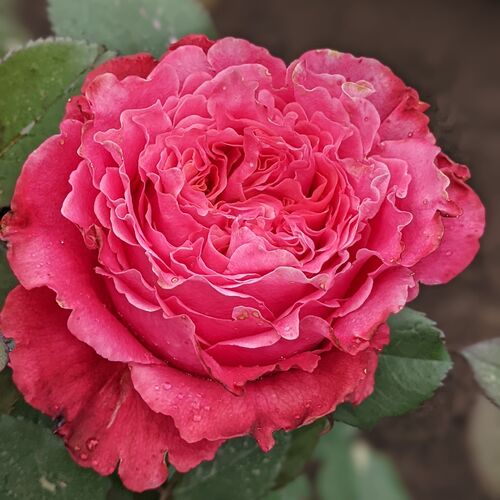 кантригарден