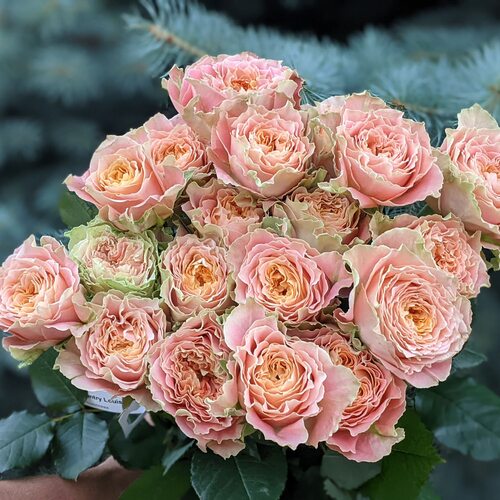 кантрил уиза