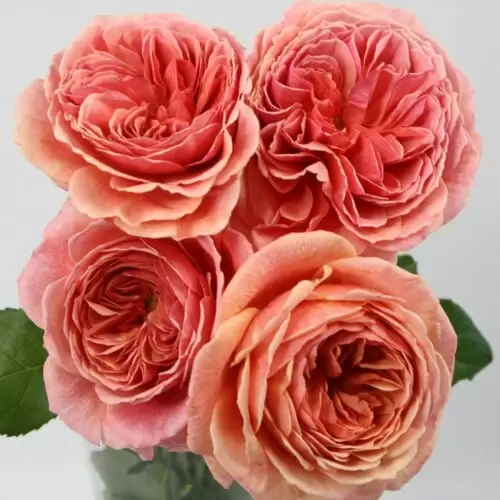 каоликазали