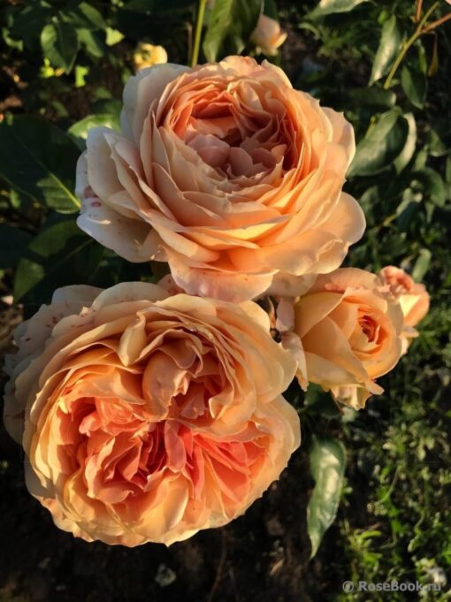 CREATOR: gd-jpeg v1.0 (using IJG JPEG v62), quality = 100?