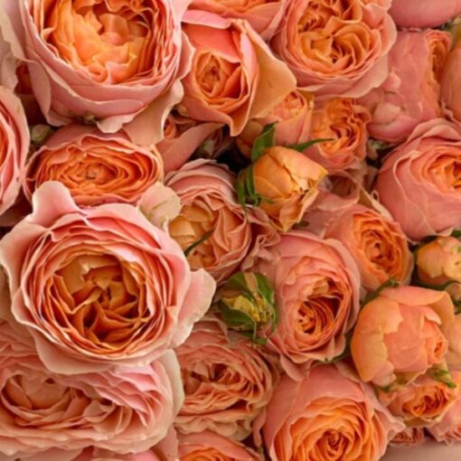 кейджерс корал