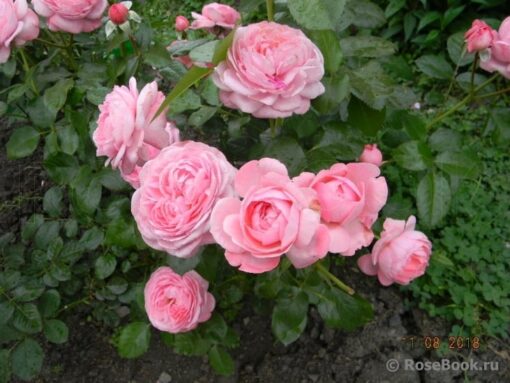 Кельнер флора