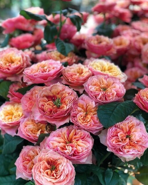 кенсингтон гарден