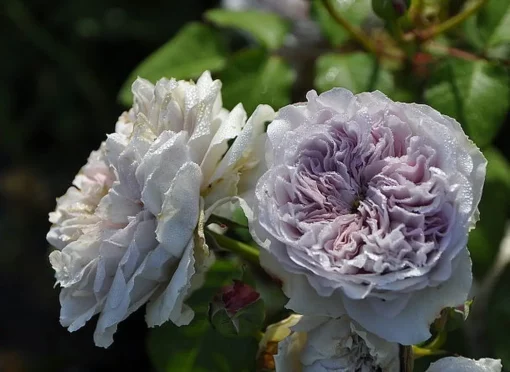 колор оф юпитер