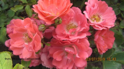 Корал дрифт