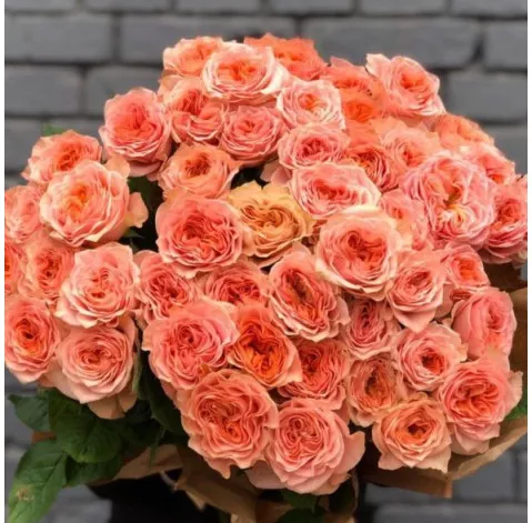 корал ливинг