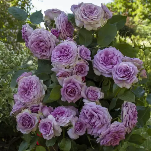 квиксильвер плетис