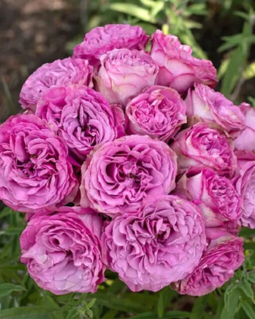 квинс краун