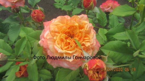 Ла вилла котта