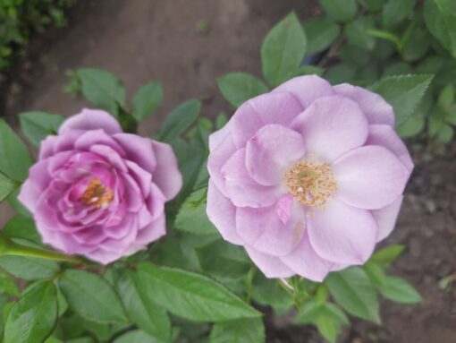 лавендер флауэр