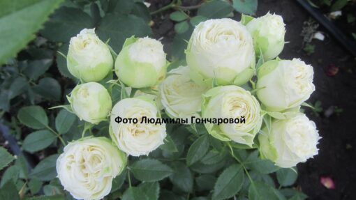 лемон рококо (2)