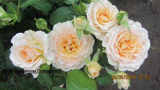 Маргори маршал