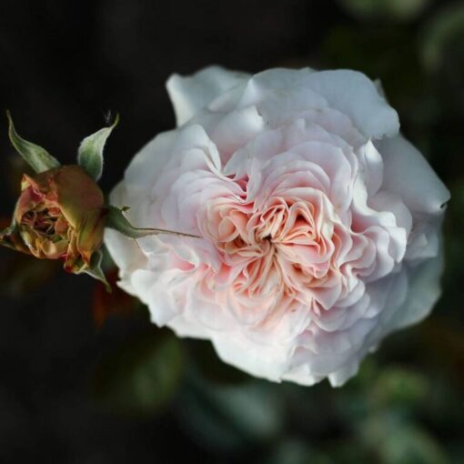 марленшарель