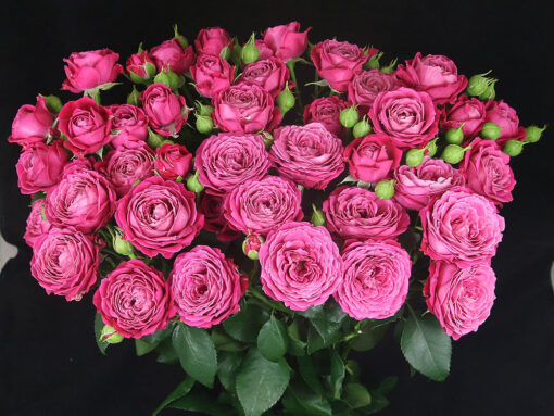 марвелоуз баблз