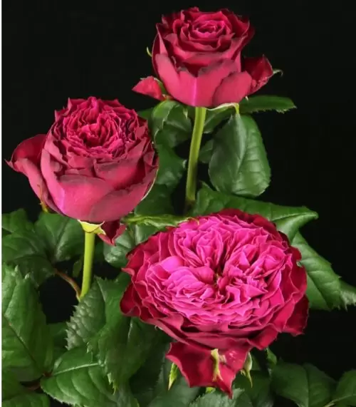 меджик вувузела