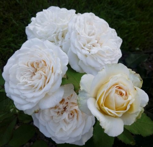 мери бери роуз