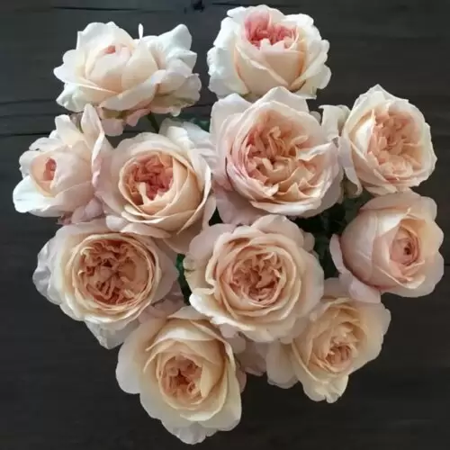 метаморфоза