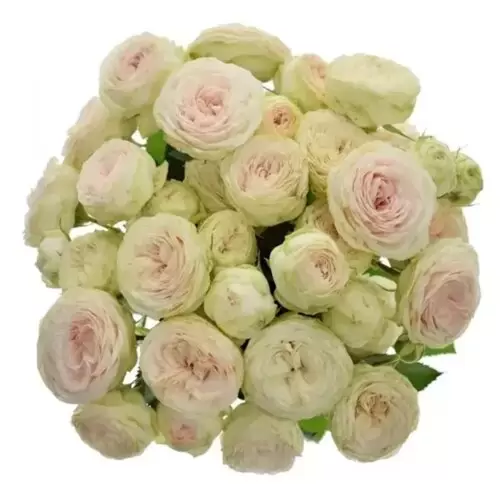 мисти трендсеттер