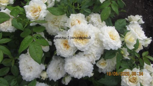 надин ксела ричи