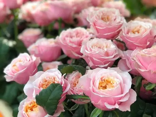 нотингхилл